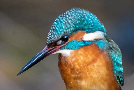 portretje van een ijsvogel