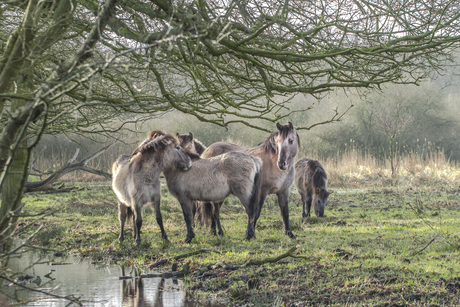 koniks paarden in het wild