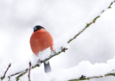 Goudvink in de sneeuw