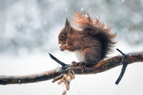 Eekhoorn in de sneeuw