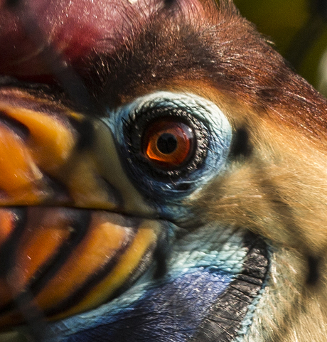 Gehelmde Neushoornvogel