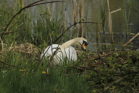 Zwaan bezig met nest