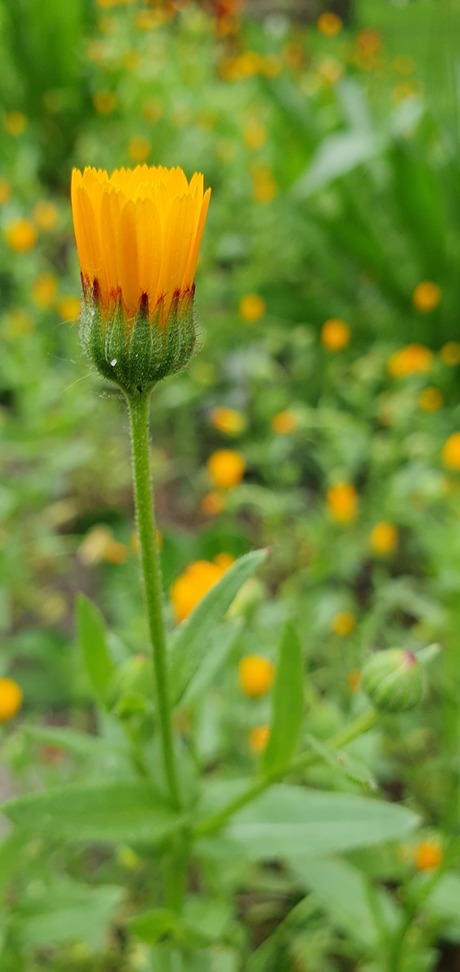 Goudsbloem