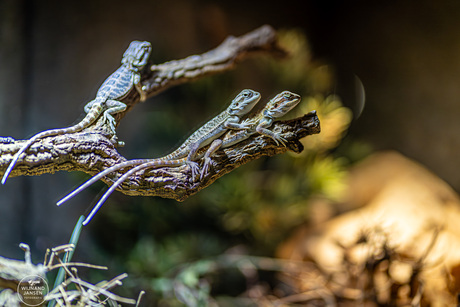 Bearded dragon pogona
