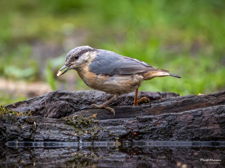 Boomklever (Sitta europaea).