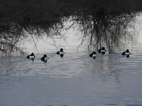 Kuifeend uit Romeins erfgoed, Ooijpolder 2026