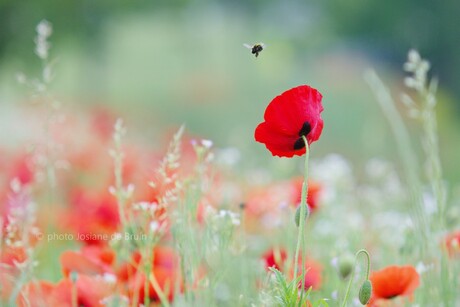 Poppies 