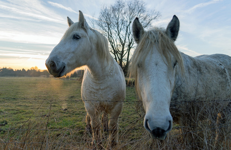 paarden in de ochtend