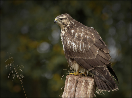 Buizerd