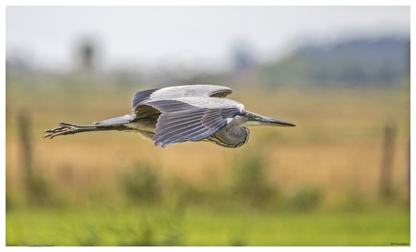 blauwe reiger