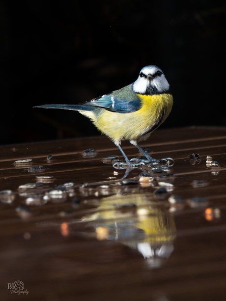 Pimpelmees aan de lunch na een fikse regenbui.