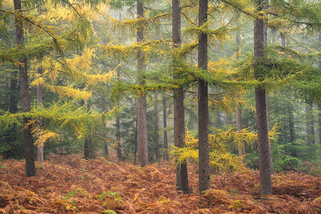 Lariksen in herfsttooi