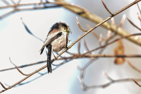 lente kriebels