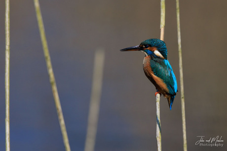 IJsvogel3