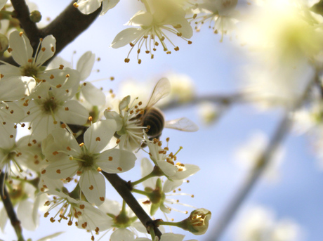 bloesems en bijen