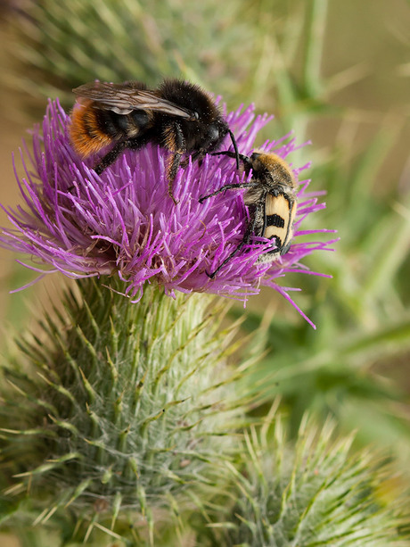 Rode koekoekshommel met penseelkever.