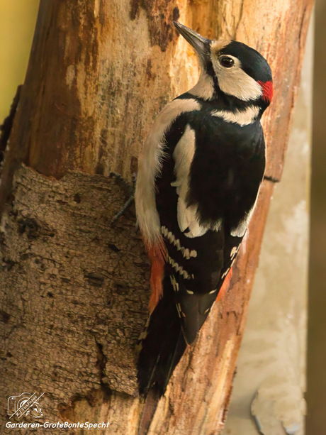 GROTE BONTE SPECHT 