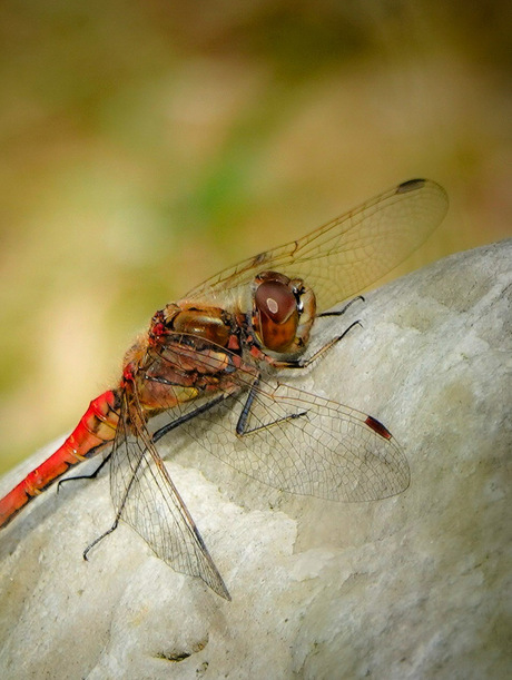 De steenrode heidelibel!🧚‍♀️