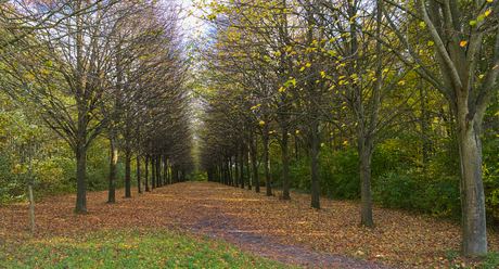 Het Millenniumbos, Maastricht
