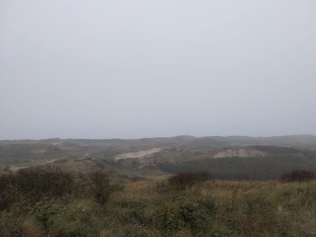 Meijendel in de regen. 