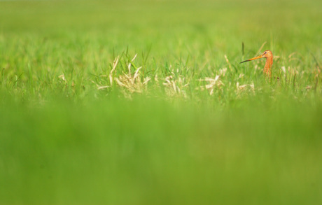 A Glimpse Above Green