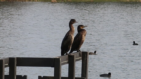 een aalscholver paartje