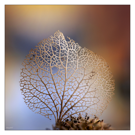 Leave of hydrangea