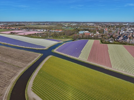 Bollenstreek in bloei 