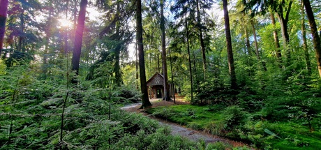 Huisje in het bos