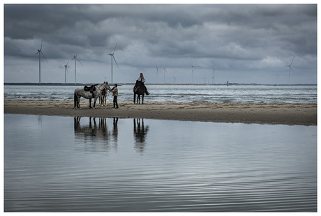 Horses by the sea....