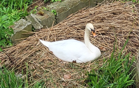 zwaan 