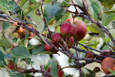 Vergeten fruit