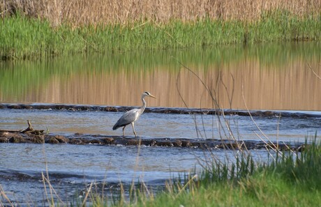 de reiger