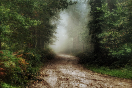 Mistige ochtend in het bos.