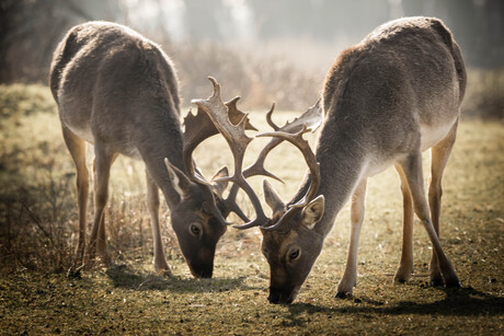 Struinen in de amsterdamse waterleiding duinen 