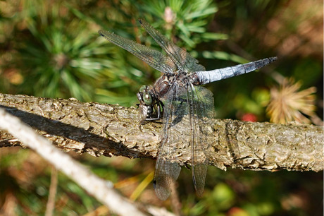 Libelle met prooi.