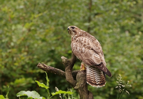 Buizerd