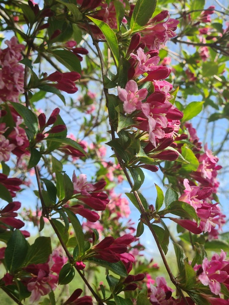Spring is in the air
