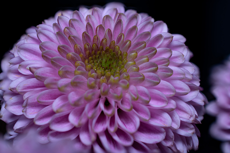 Macro foto Chrysant