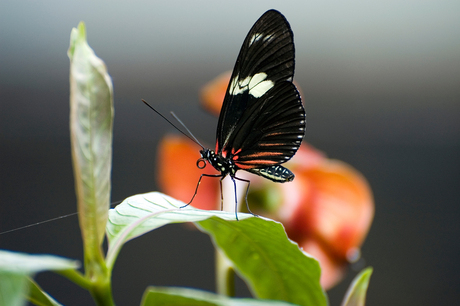 Passiebloem vlinder
