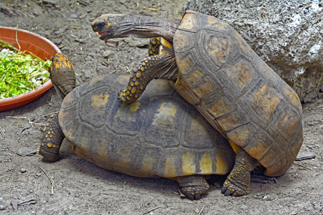 Kolenbranderschildpadden