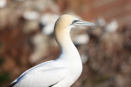 Birds on Helgoland