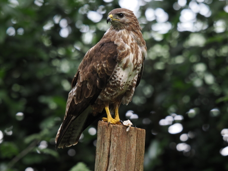 Buizerd