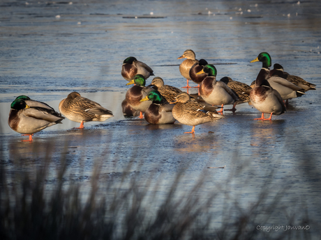 Wild Ducks On Thin Ice