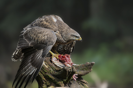 Buizerd