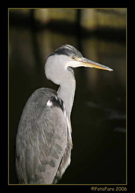 Reiger