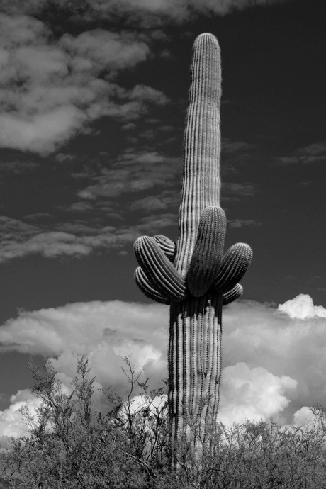 Saguaro cactus arizona