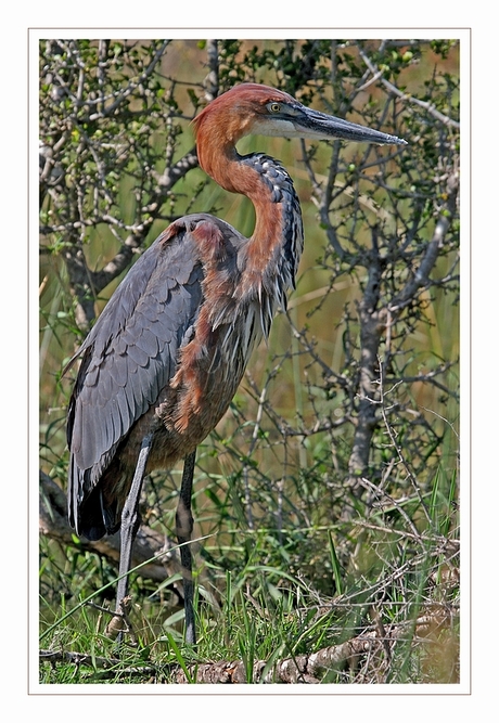 Reuzen- reiger