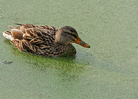 Bruine eend - Dit eendje geniet nog lekker van de zon vandaag, ze heeft groot gelijk want wie weet hoe koud het morgen is....... - foto door wilhelmien op 21-03-2013 - deze foto bevat: eenden, natuur, winter, ijs