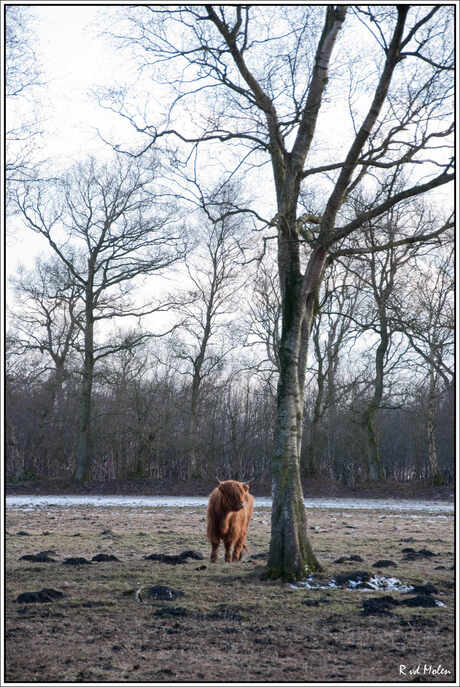 Hoogland koe in Gees